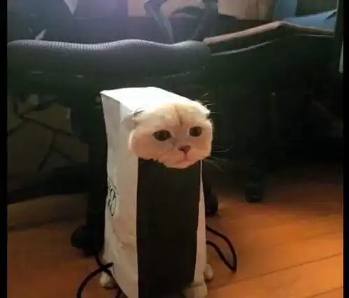  猫钻进袋子却被卡住了,就露出一个头,表情很委屈我怎么方了