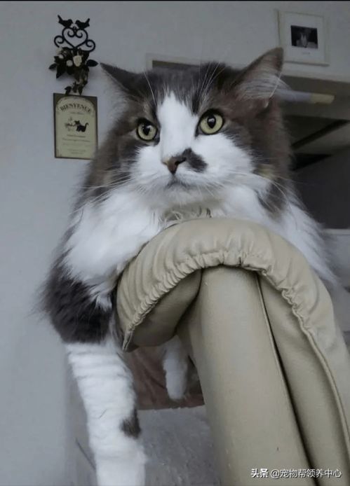  猫咪去宠物医院生无可恋,主人12年都没见过这表情...