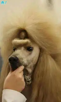 这29只狗狗的主人应该很痛恨他们的宠物美容师,因为他们的爱狗居然变成了这副模样 这29只狗狗的主人应该很痛恨他们的宠物美容师,因为他们的爱狗居然变成了这副模样