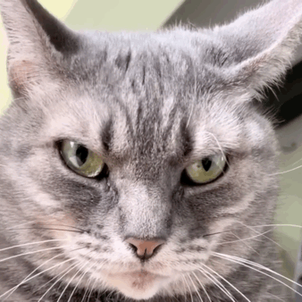  小猫咪凭借一张臭脸,登上全球最生气的猫榜首,猫都是误会