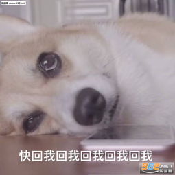  怎么还不回我消息表情包舔狗表情包下载乐游网游戏下载