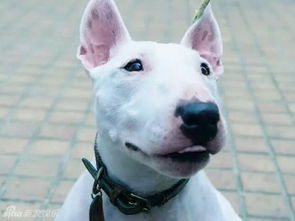 罗志祥真会玩蛇蝎朱碧石表情包已上线 罗志祥真会玩蛇蝎朱碧石表情包已上线