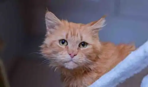 无牙猫咪爱吐舌头,呆萌表情萌化小伙,小伙以后跟着我混了 无牙猫咪爱吐舌头,呆萌表情萌化小伙,小伙以后跟着我混了