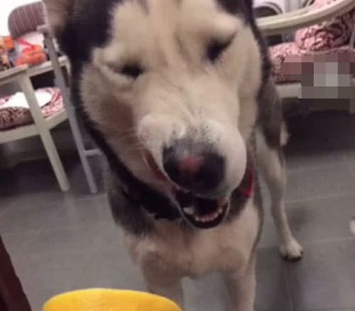  主人使诈给二哈吃柠檬,二哈激动舔了一口,面部表情瞬间扭曲了