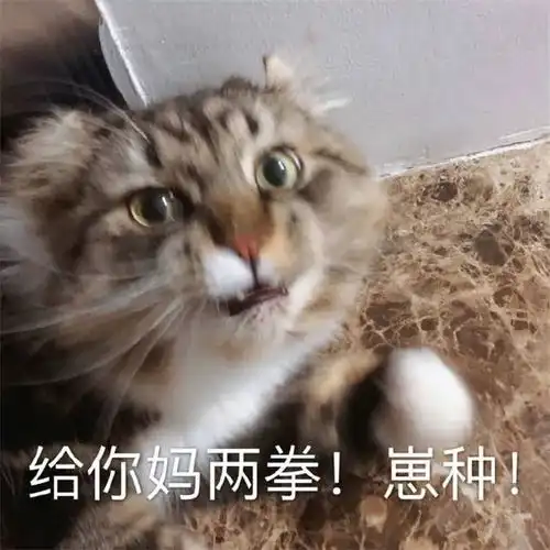 表情包沙雕猫咪聊天表情包你聊不动的天让小猫来 表情包沙雕猫咪聊天表情包你聊不动的天让小猫来
