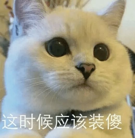 大q表情包猫咪