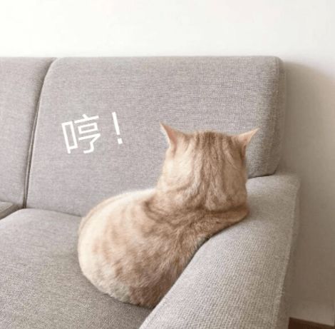  我小猫咪只负责萌,你只负责宠第86期喵表情