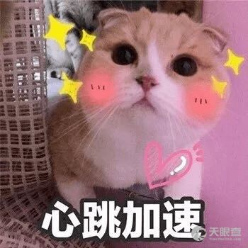 猫咪呕吐表情包字音