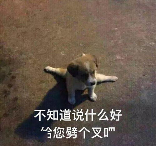  合集汪星人表情包