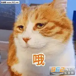 满脸都写着搞笑表情包一只浑身都是戏的猫表情包下载乐游网游戏下载 满脸都写着搞笑表情包一只浑身都是戏的猫表情包下载乐游网游戏下载
