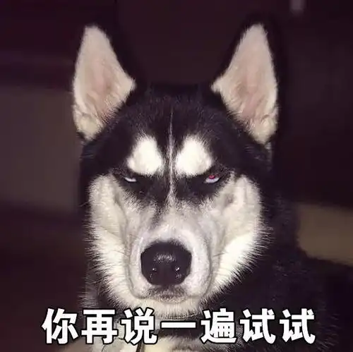 张若昀哈士奇表情包表情