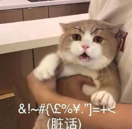  女老板有车有房众筹20万治病,遭举报喊冤不想消费降级