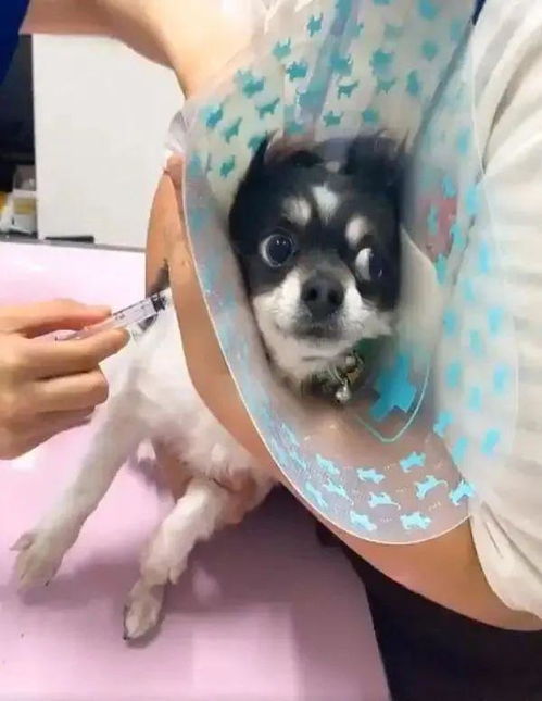  针都还没有戳下去,这狗的反应也未免太浮夸
