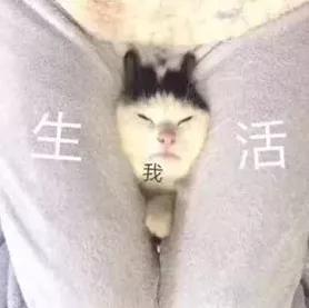  柬埔寨小偷半夜潜入想偷鸡,结果意外身亡