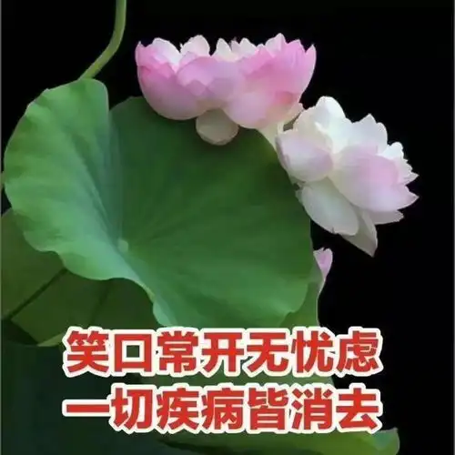 表情包做一朵莲花,心静如水,清心寡欲 表情包做一朵莲花,心静如水,清心寡欲