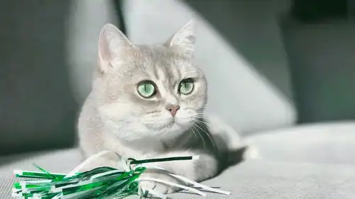 猫宫庄园我的猫狗为什么会呕吐下 猫宫庄园我的猫狗为什么会呕吐下