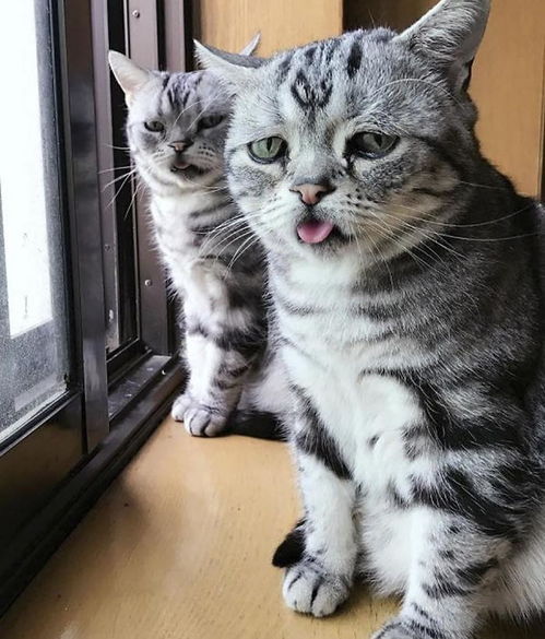  明明很受主人的宠爱忧郁猫每天同样表情让大家想抱紧处理