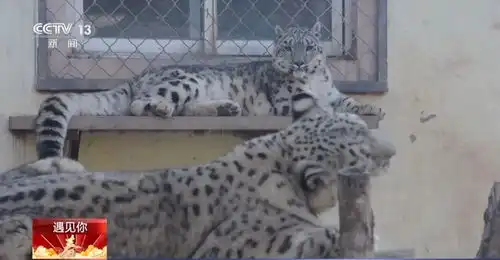 主角全员毛茸茸这部连续剧全网催更 主角全员毛茸茸这部连续剧全网催更